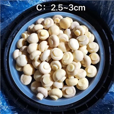 SO2 פטריה שלמה בתופי פלסטיק