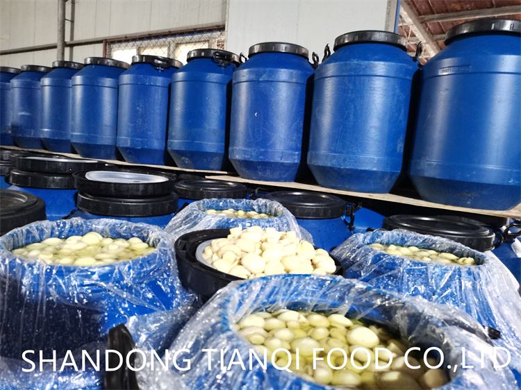 Whole white mushroom in SO2 in barrel Whole white mushroom in SO2 in barrel