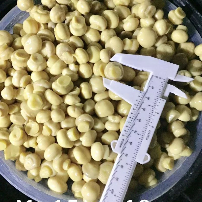 Whole white mushroom in vinegar in drums