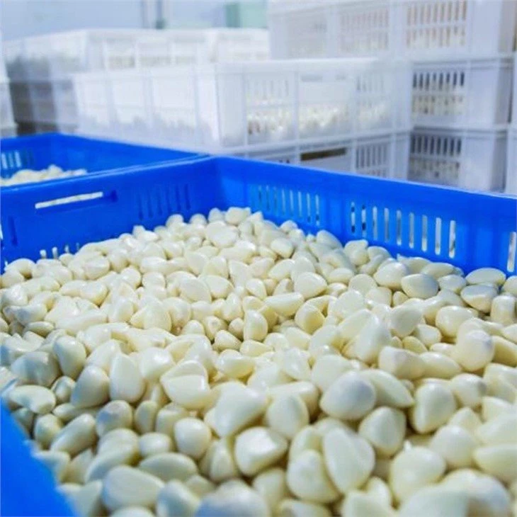 Wholesale peeled garlic in salted water in drums