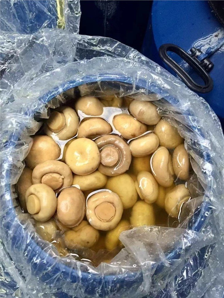 White champignon mushroom in salted water in plastic drums