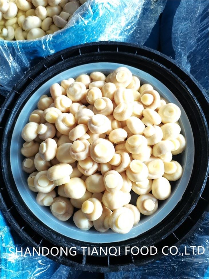 White Champignon Mushroom in brine in drums