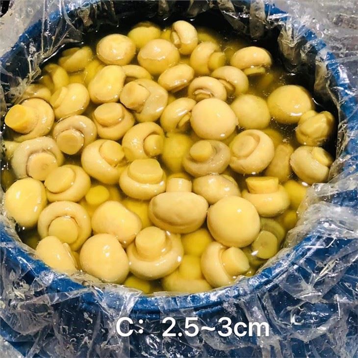 Champignon Mushroom in Salty Water in Drums