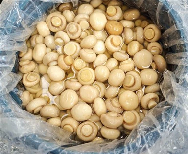 פטריית שמפיניון לבנה במים מלוחים בתופים